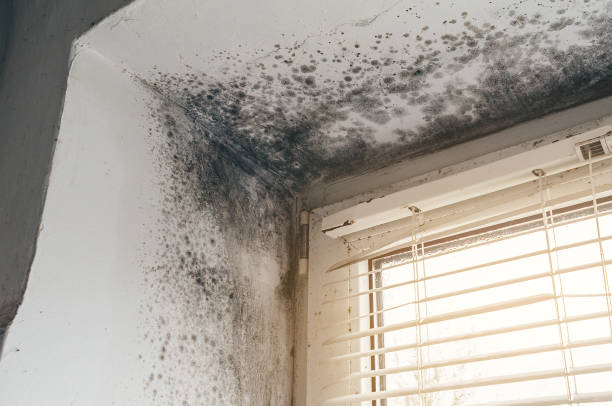 Affordable Commercial Mold Remediation solutions in Monrovia, MD